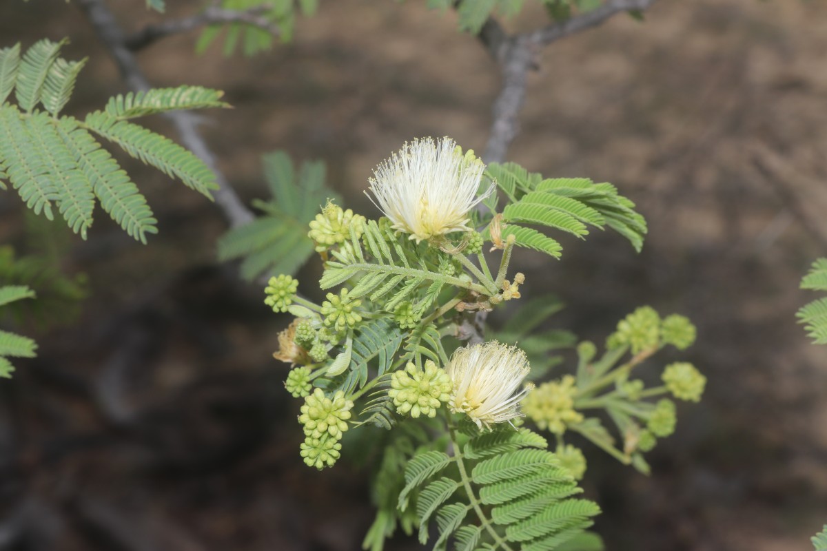 Albizia amara (Roxb.) Boivin